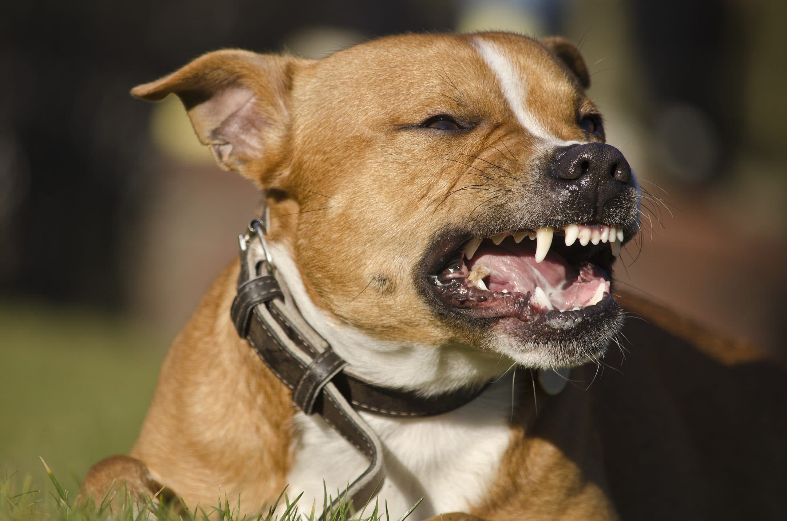 Aggressive dog showing his teeth.