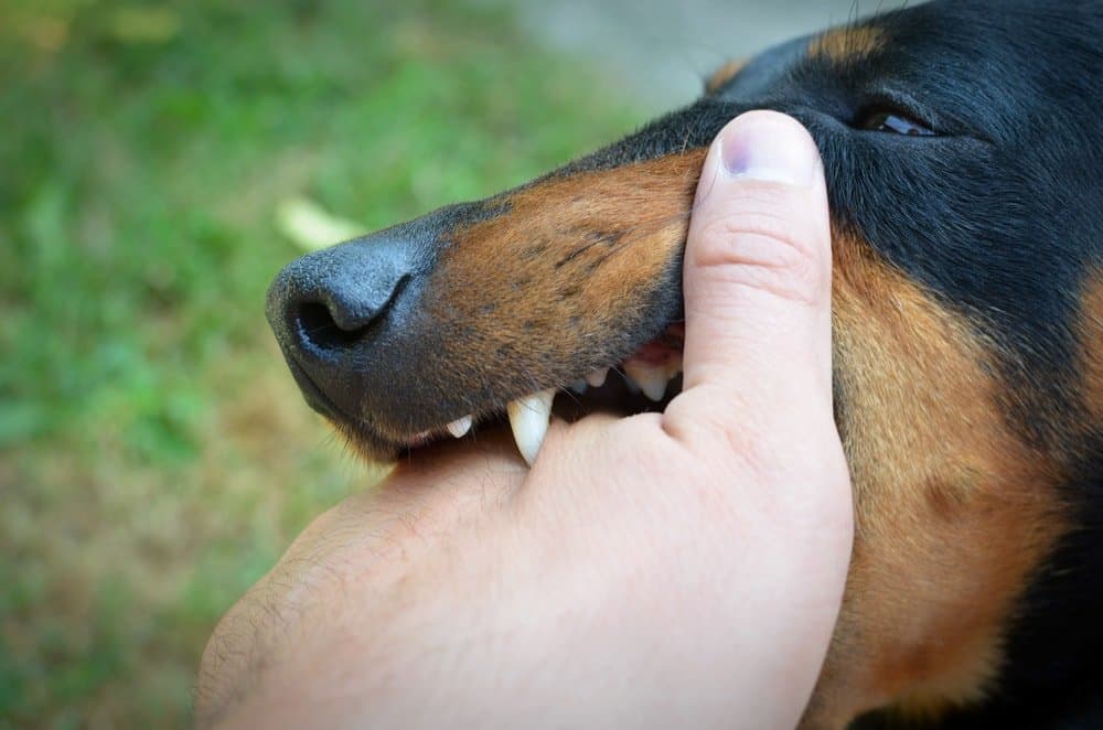 Dog biting the hand of his owner.