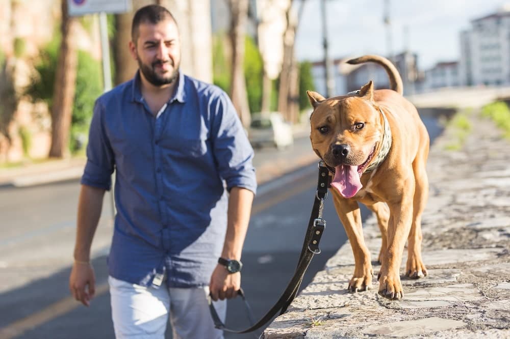 Man taking his pitbull for a walk.