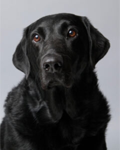 Dixie_Wilhite