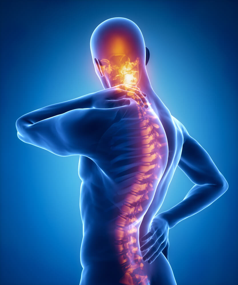 3D spinal column illustration