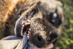 A dog attacks the hand of a stranger in Denver, Colorado.