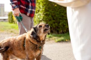 An Aggressive Dog on a Leash