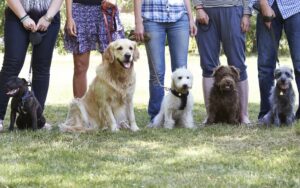 A Group of Leashed Dogs