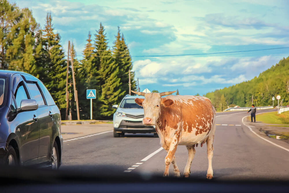 The cow is on the roadway.