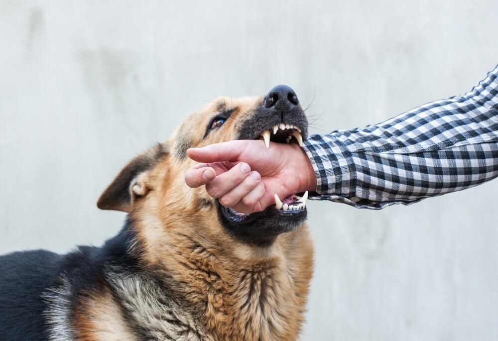 German shepherd biting strangers hand.